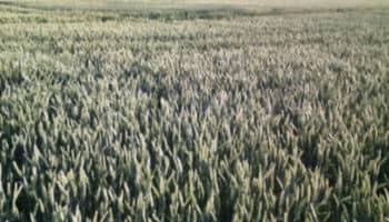 Bio Dünger für die Landwirtschaft