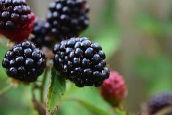 Bio Dünger für Beeren