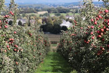 Bio Dünger für Obst